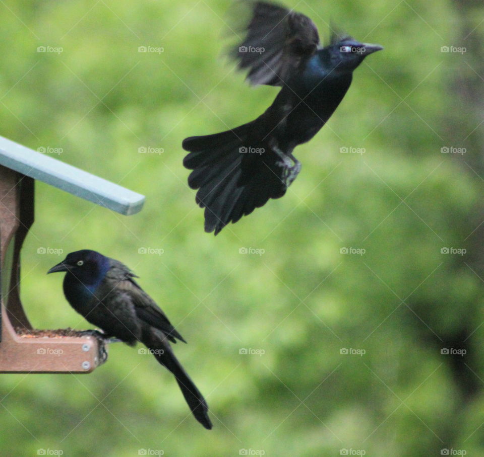 Crackles at the  Feeder