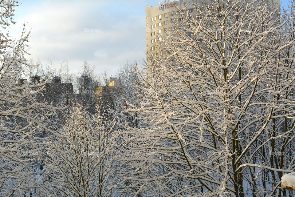 Winter, Snow, Tree, Frost, Cold