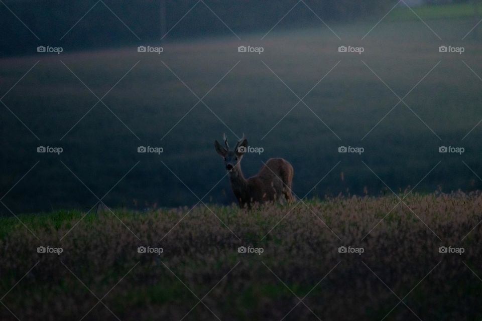 A deer on a field 