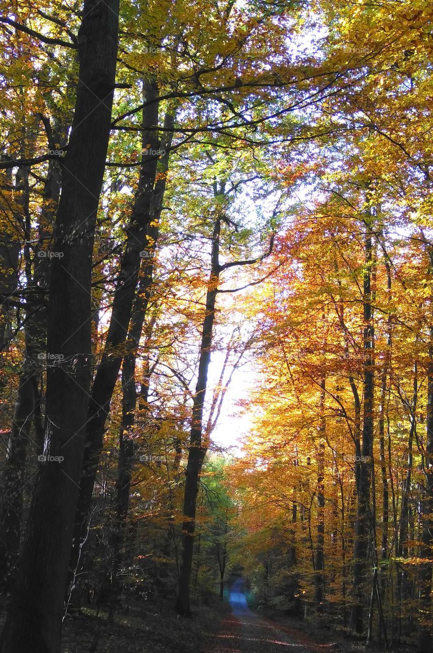 Herbstwald