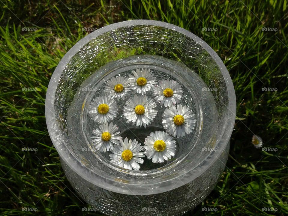 daisies