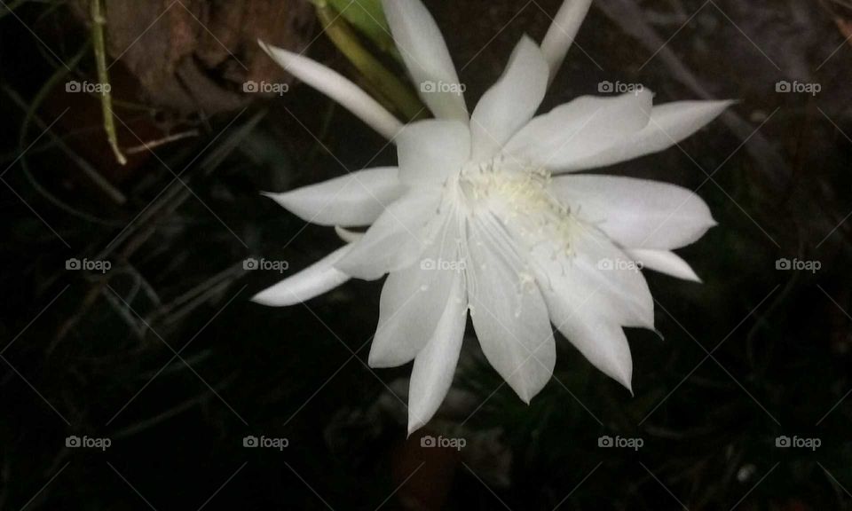 White flower closeup at night