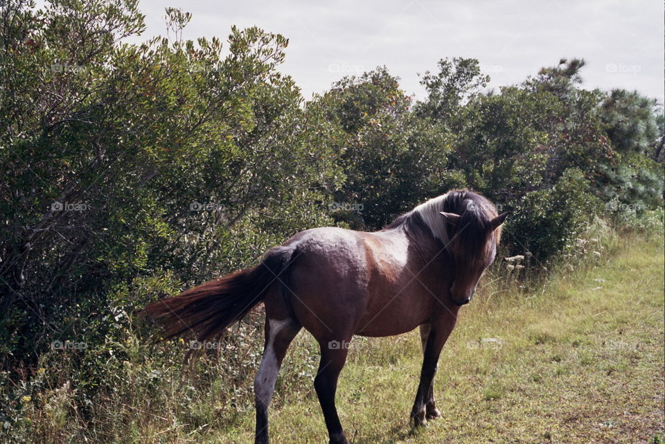 Wild pony in grass with flowing tail 