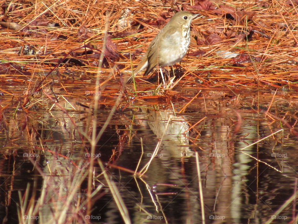 Hermit thrush and its reflection