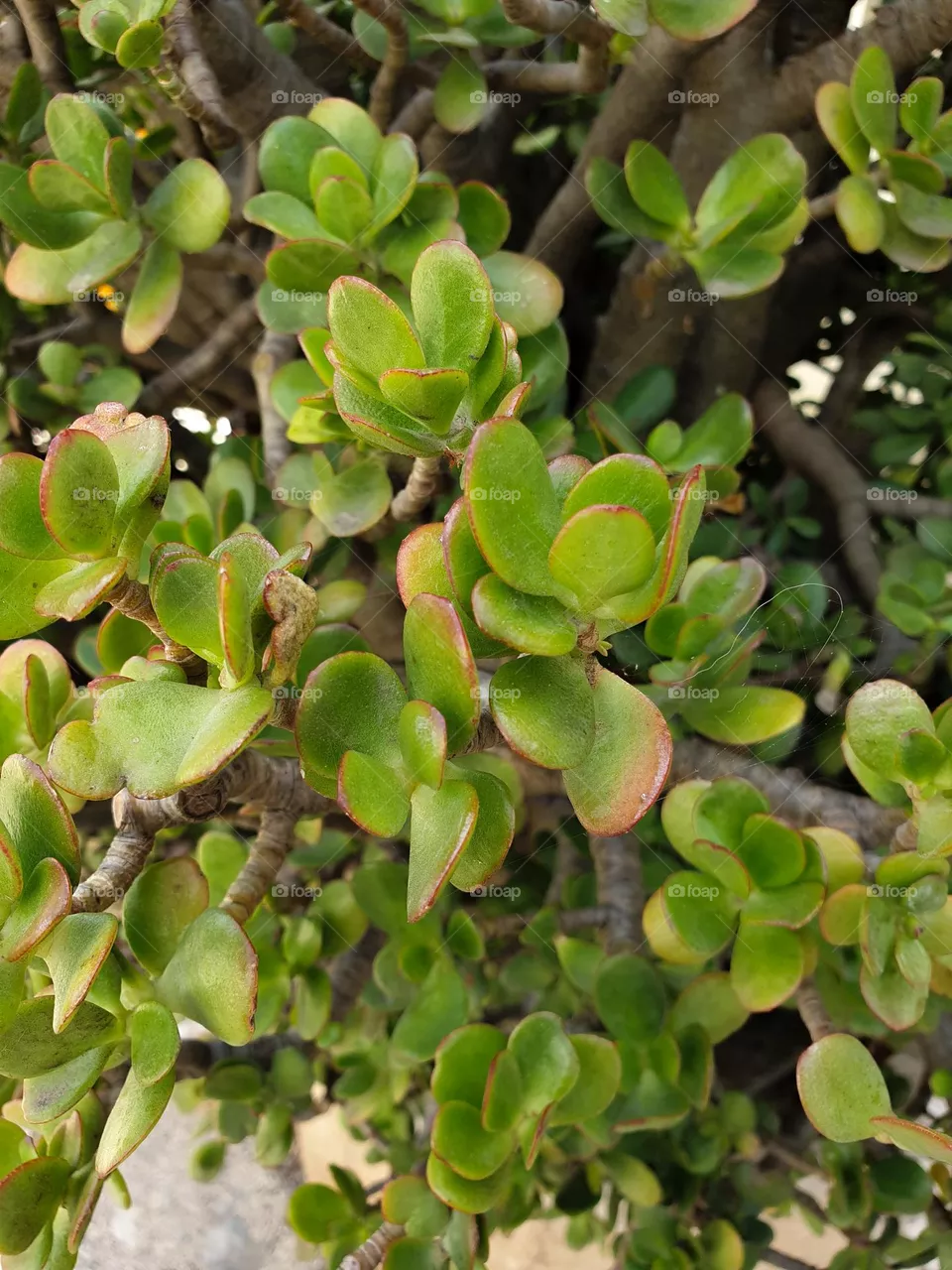 Nature