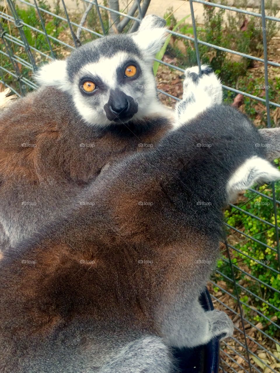 Ring-tailed lemurs
