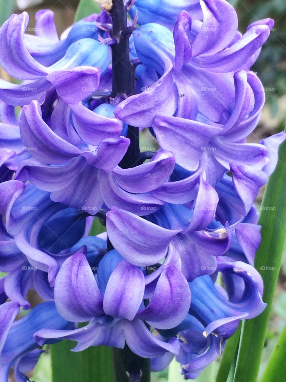 Purple hyacinth flowers. Purple hyacinth flowers in spring season
