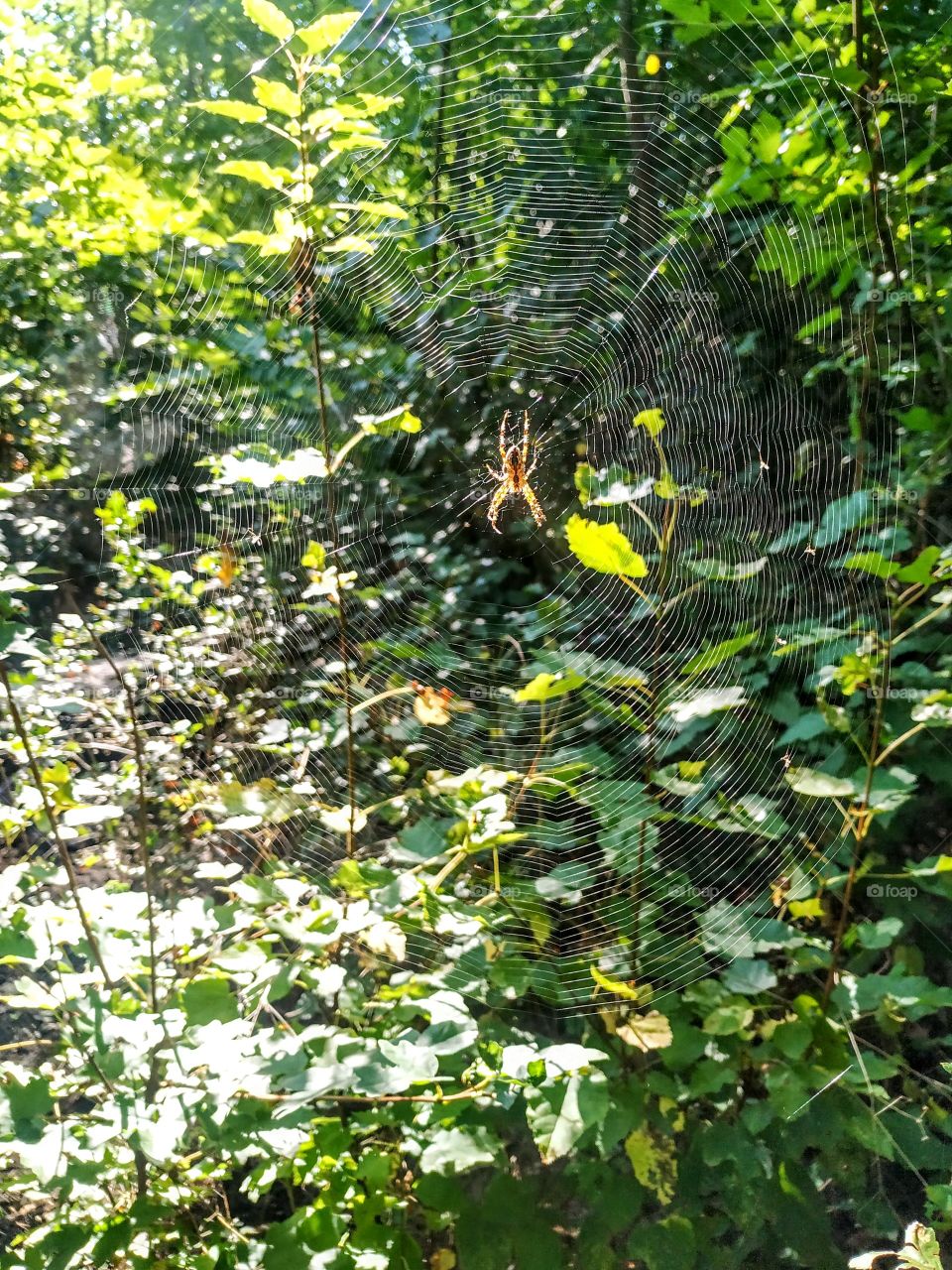 The spider on the spider web