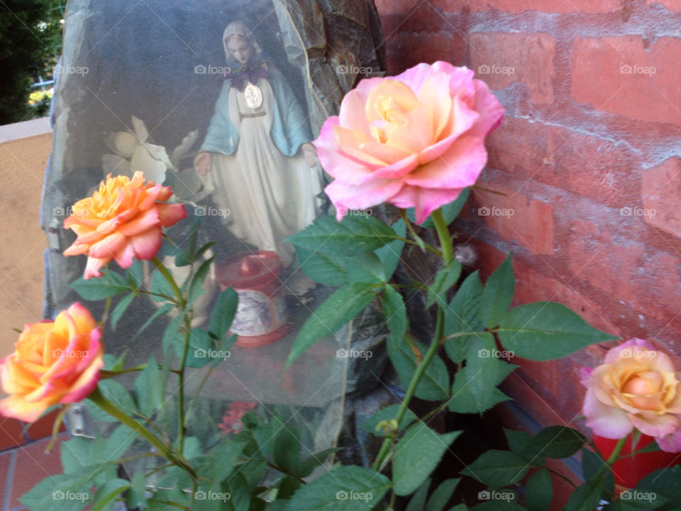 ROSE,FLOWER,RELIGION,MARY