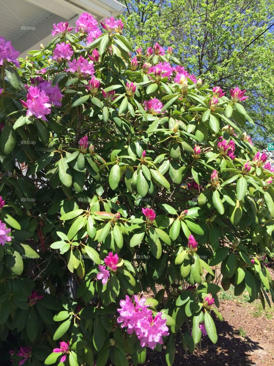 spring. flowers. beauty