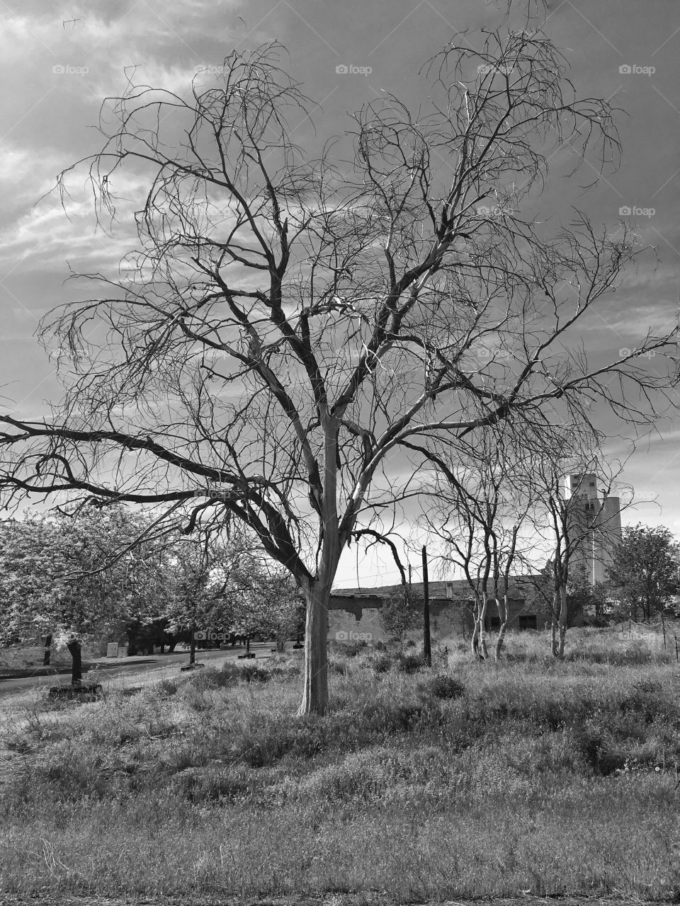 Barren Tree in Wheat Country