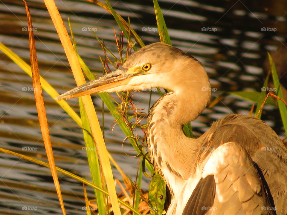 heron