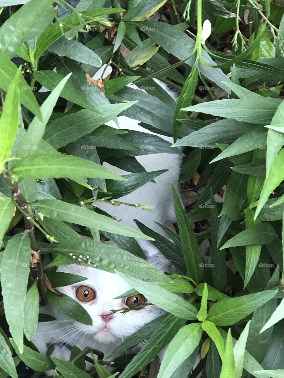 Cat in the green leaves 