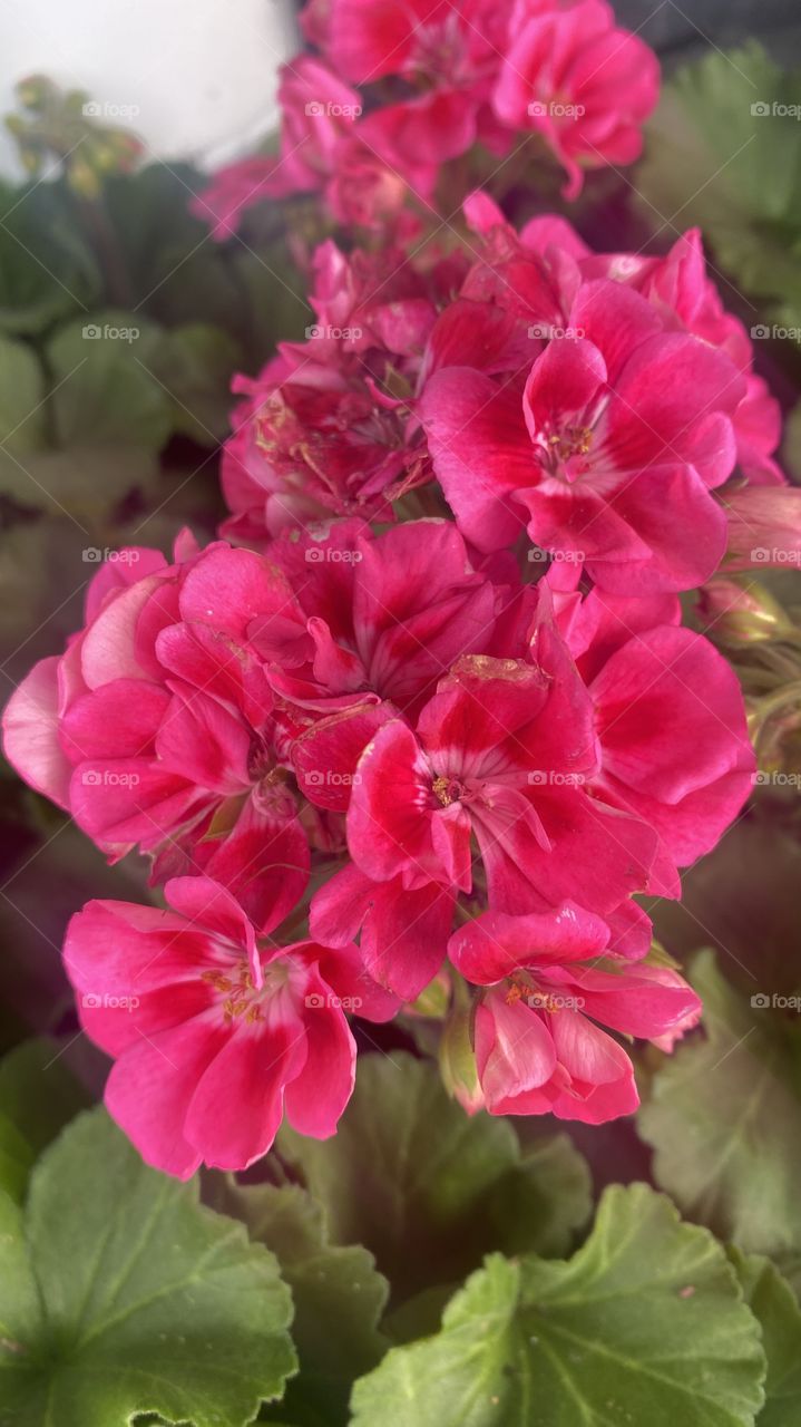 Fresh Spring Lily’s in Deep Pink Color in potted planters ready to be put in the ground.  
