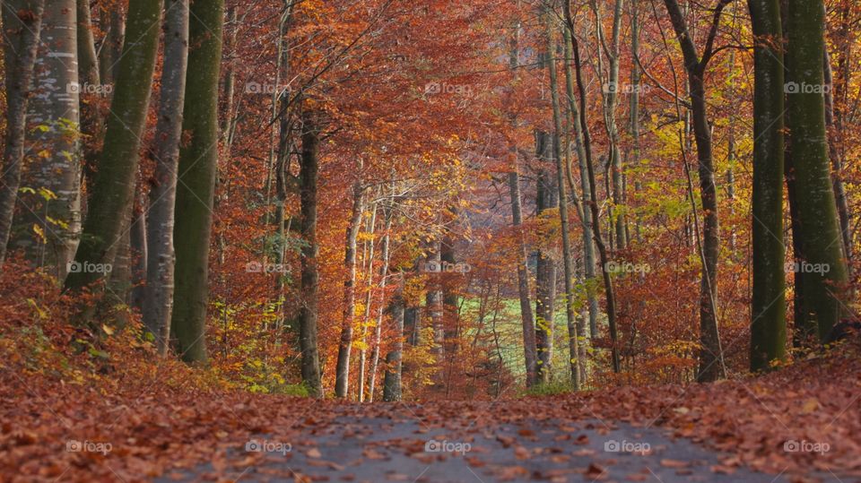 Autumn in forest