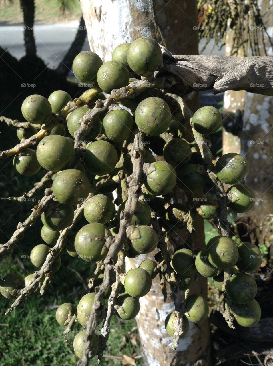 Olive green seeds/fruits on a tropical tree. 