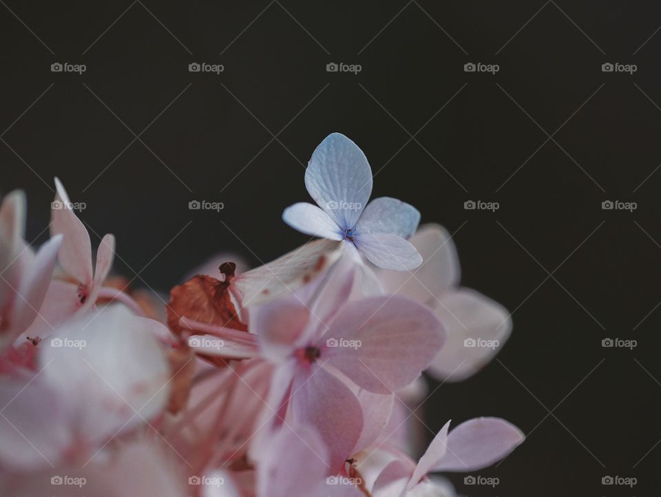 Close-up of flowers