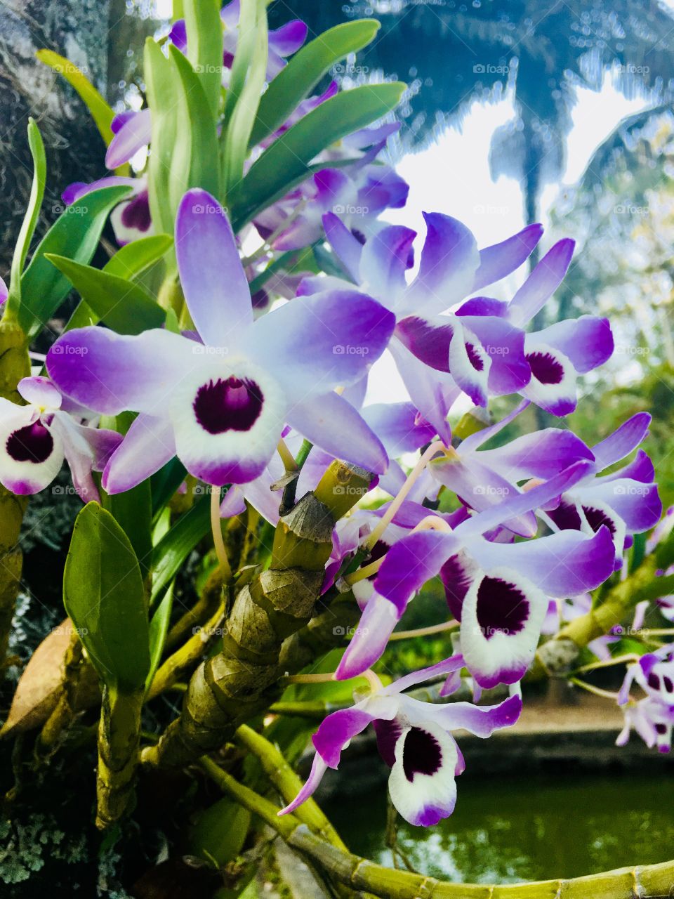 E a beleza ímpar das orquídeas da Serra do Japi? Como a natureza é generosa e harmônica!