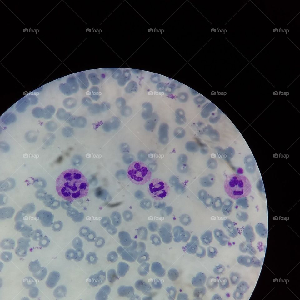 cell blood