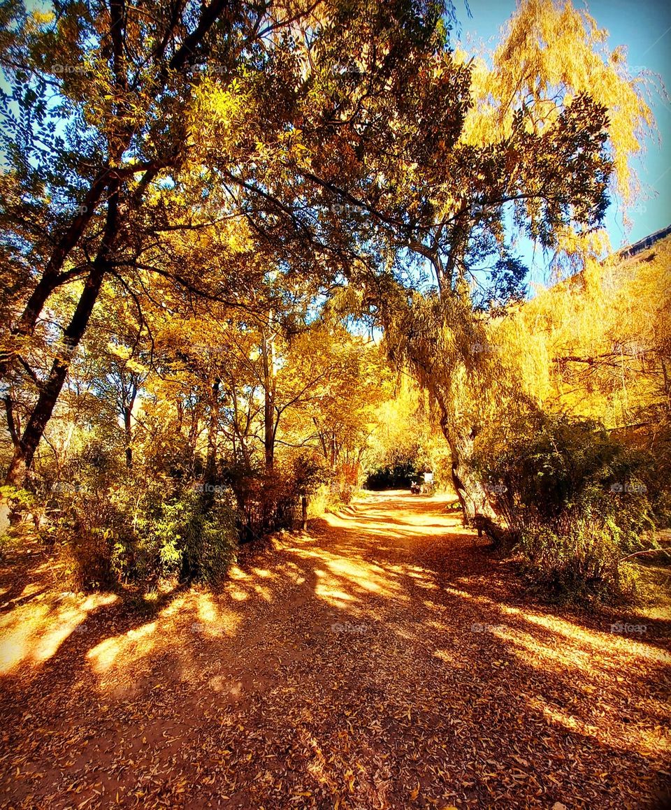 autumn beautiful golden trees