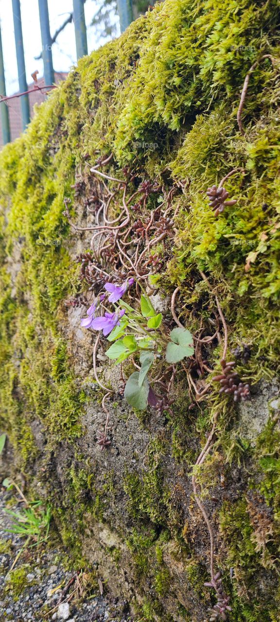 Mauerblume