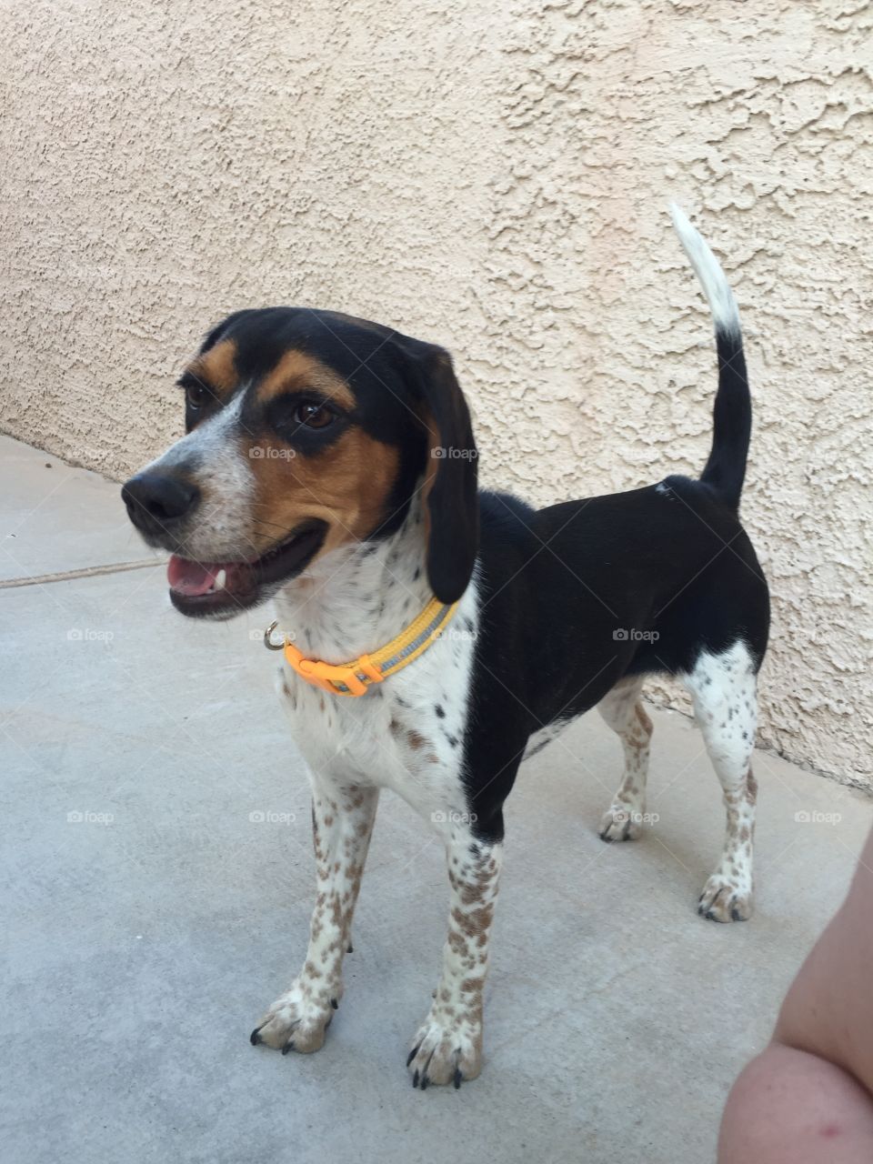 Happy Oreo, playing around the tree. 