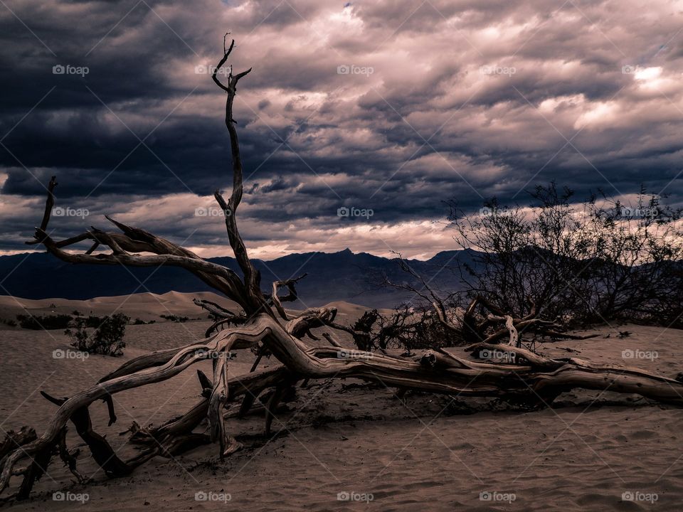 Desert branches.