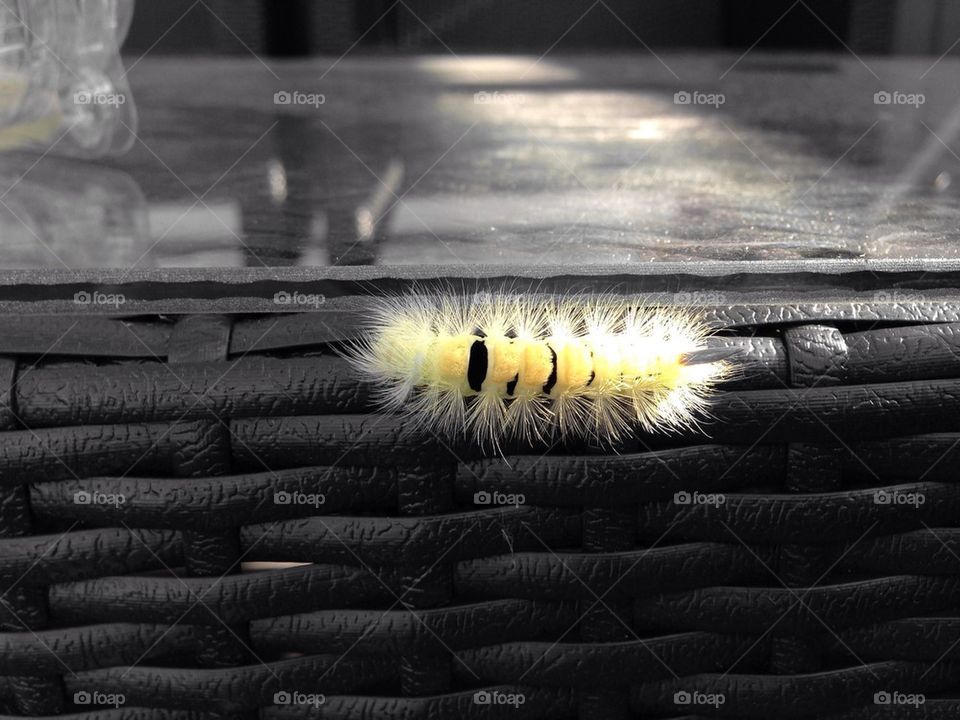 yellow black bug caterpillar by kamrern
