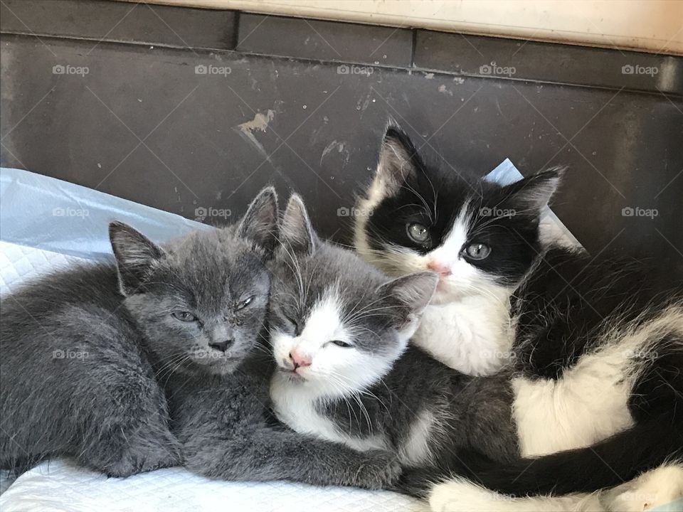 Three cute kittens 