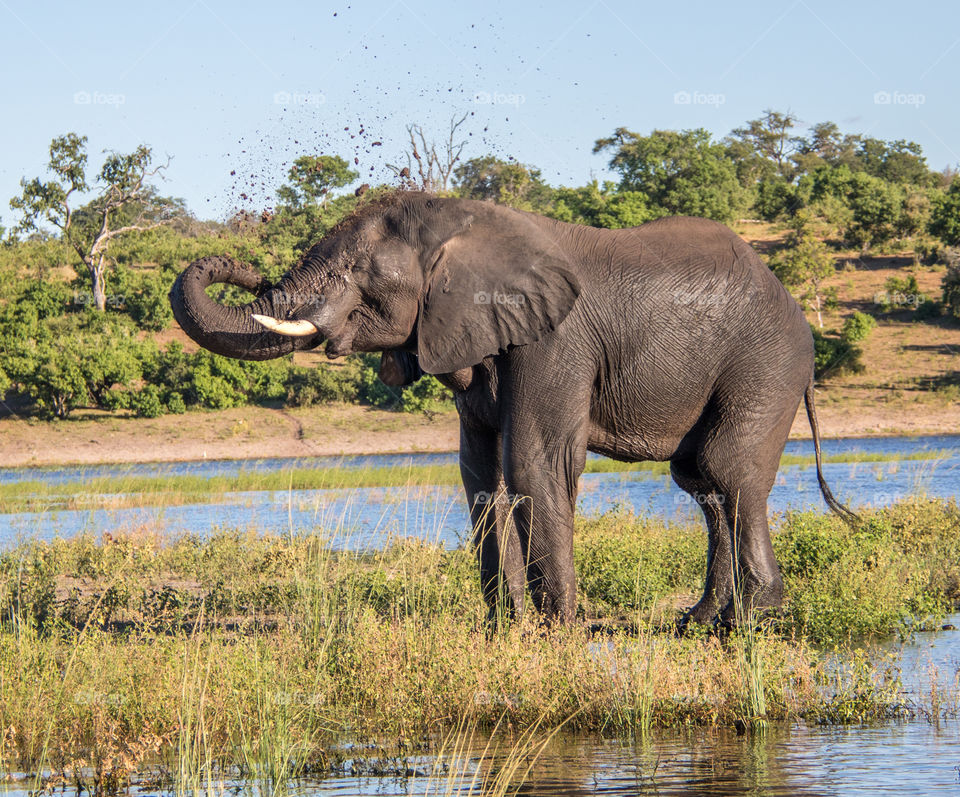 Elephants 