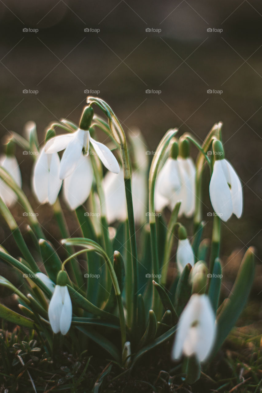 blooming snowdrops