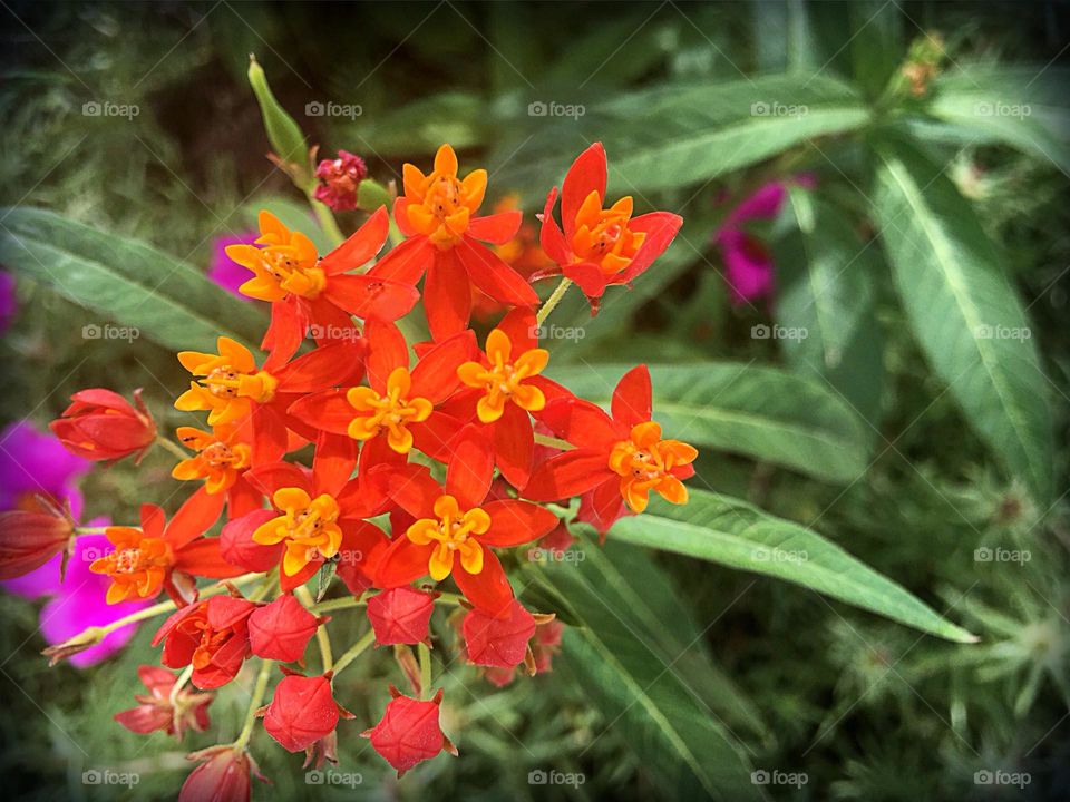 Springtime milkweed ready for the Monarchs.