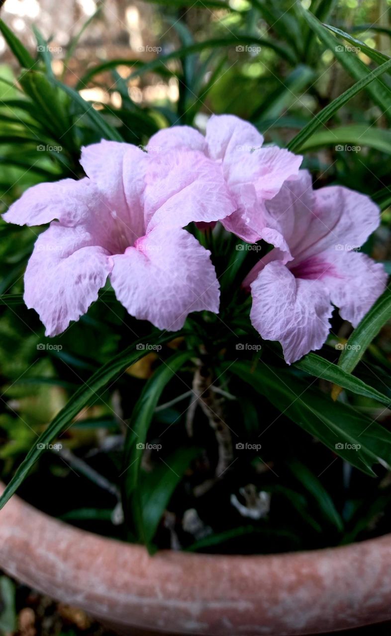 Ruellia simplex