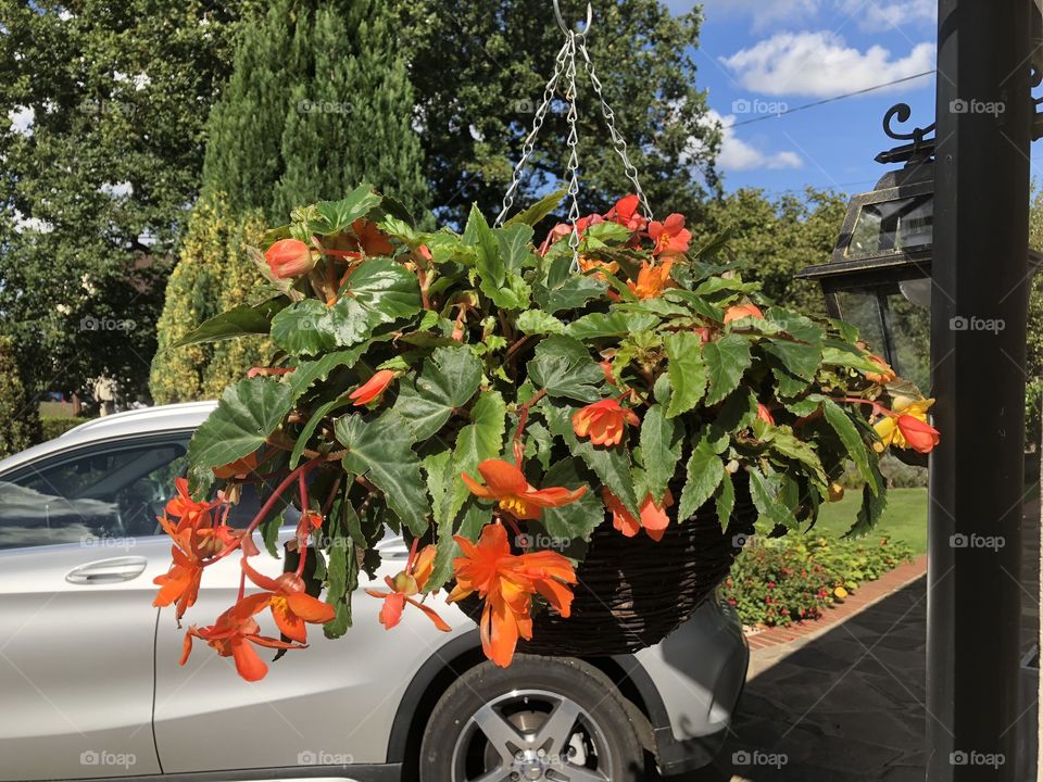 Hanging baskets 