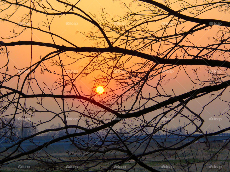 Silhouette of branches during sunset