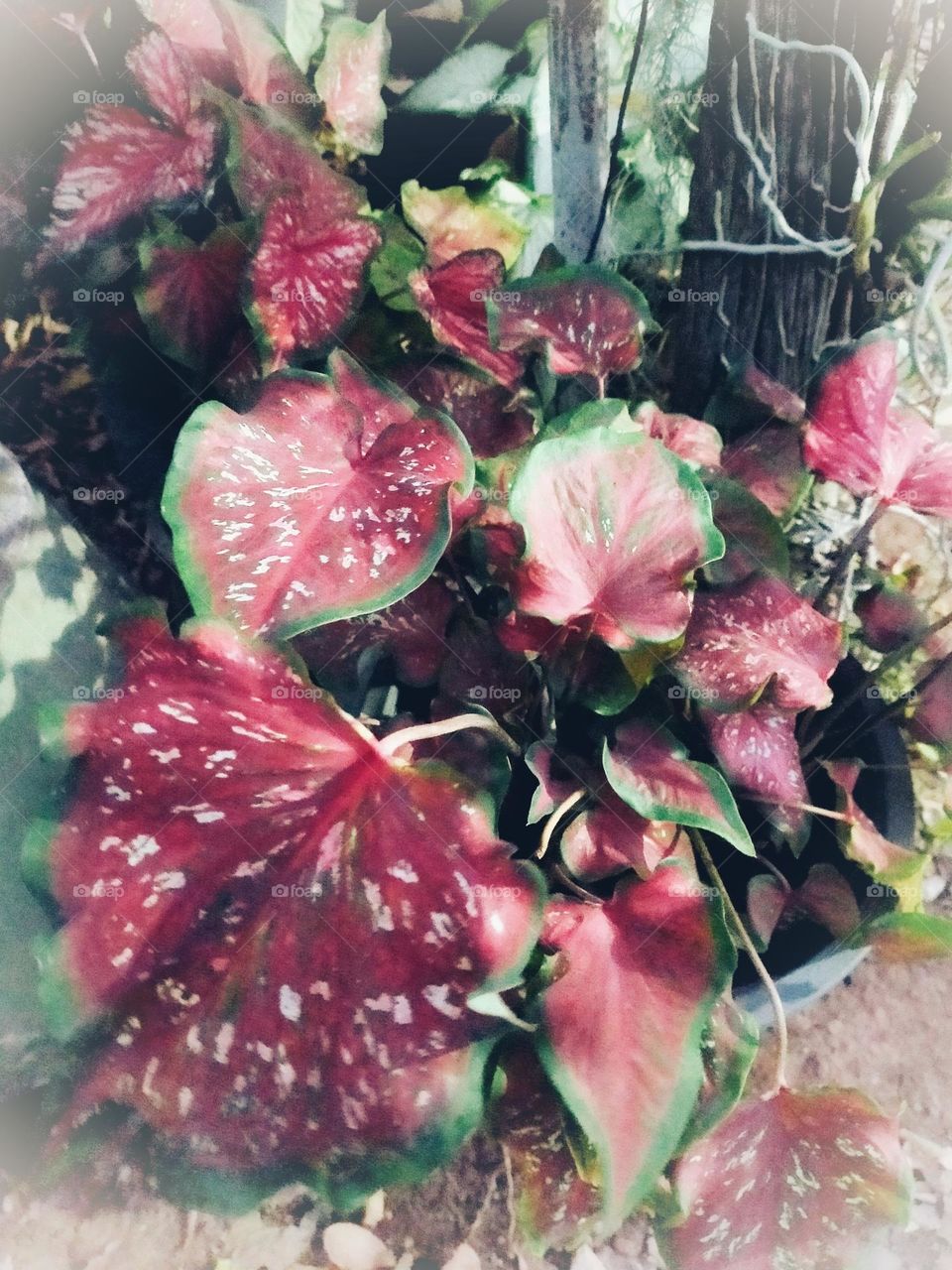 Flowers, plants, including wood grains that have different colors.