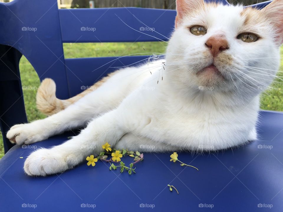 Spring day, happy cat