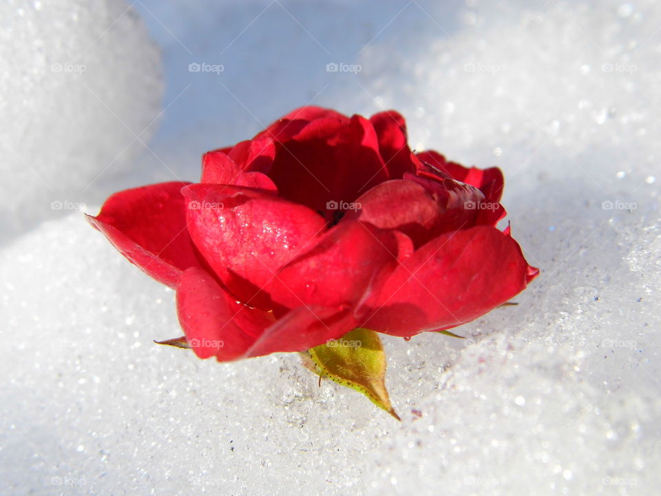 red rose flower on snow