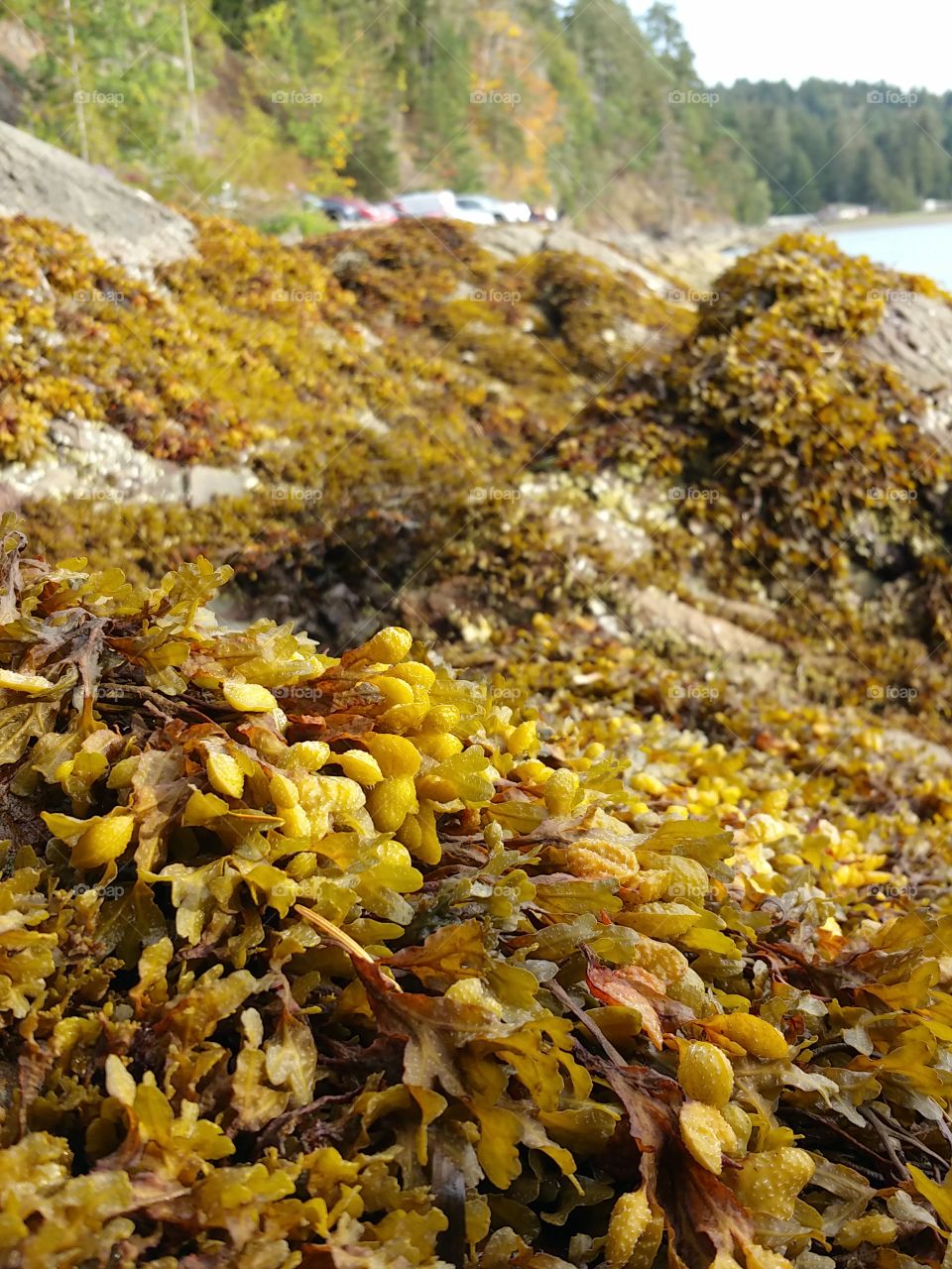 yellow seaweed on rock