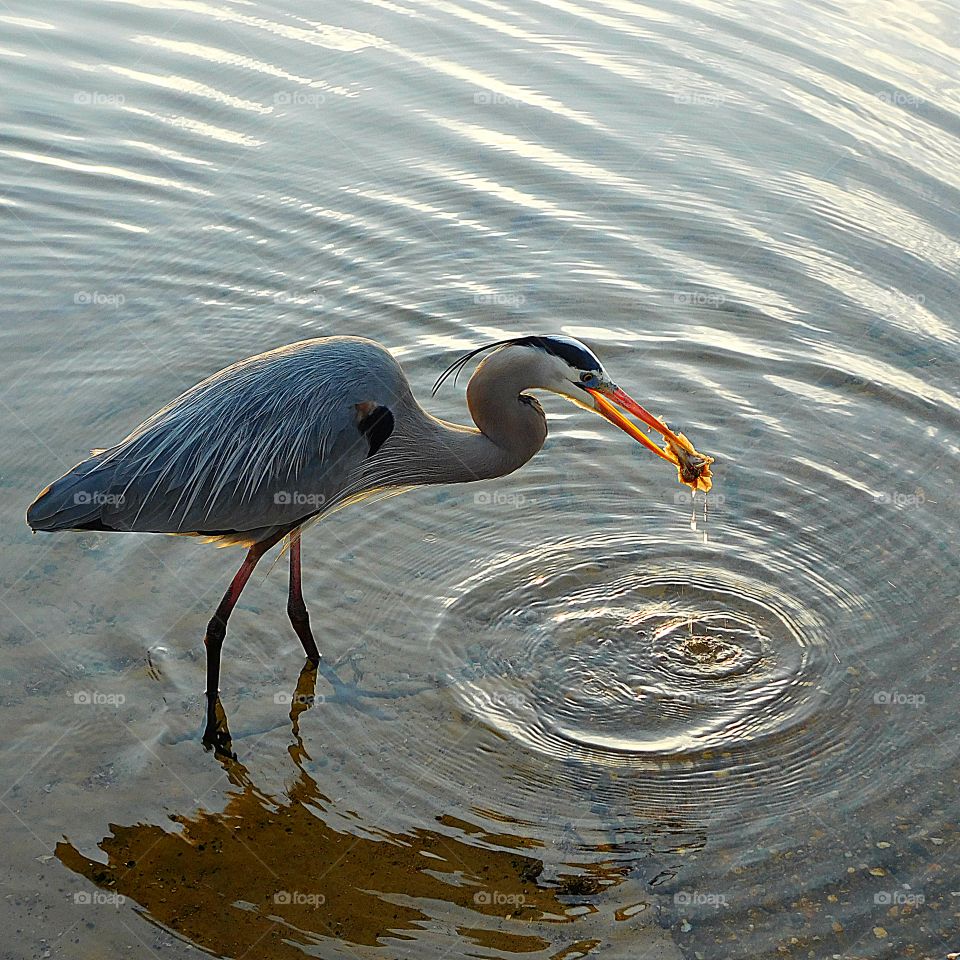 A Great Blue Heron indulges in the catch of the day! 