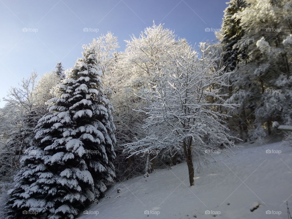 Bad Wildbad in winter