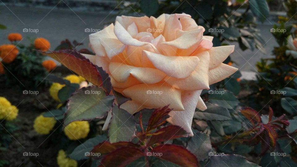 Yellowish white rose... Rosa species...