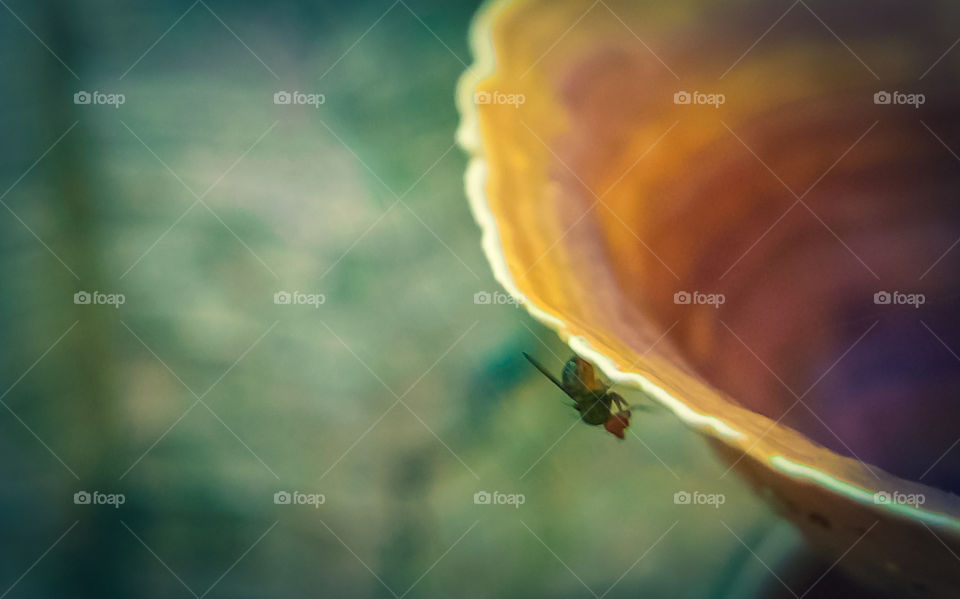 a fungal fly perched on a mushroom leaf