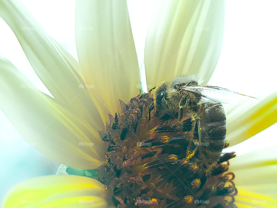 Close up of a bee pollinating a yellow sunflower with extremely bright light coming through on the left creating an artistic photo.
