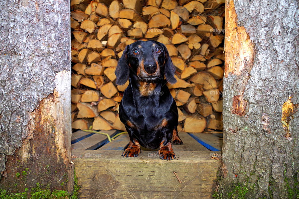 Dog in shed