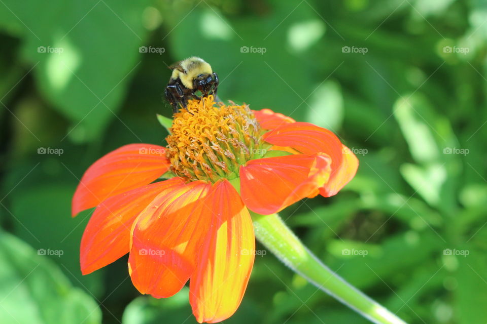 orange daisy and bee