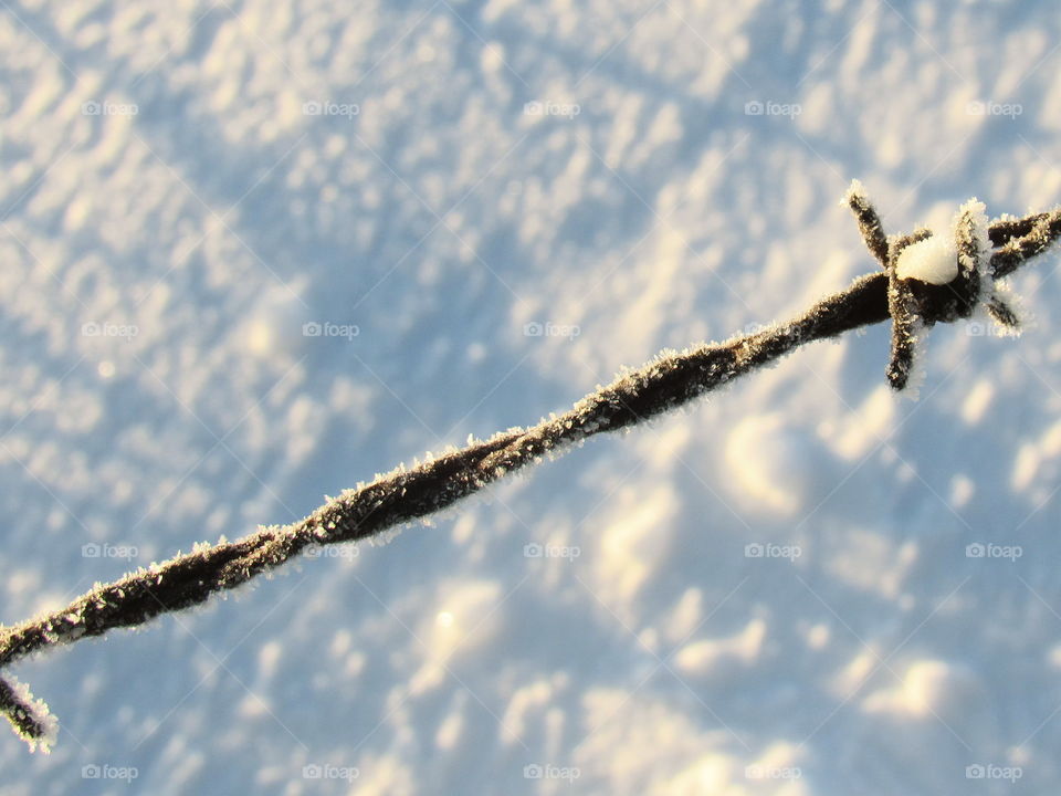 Frosted over barbed wire 