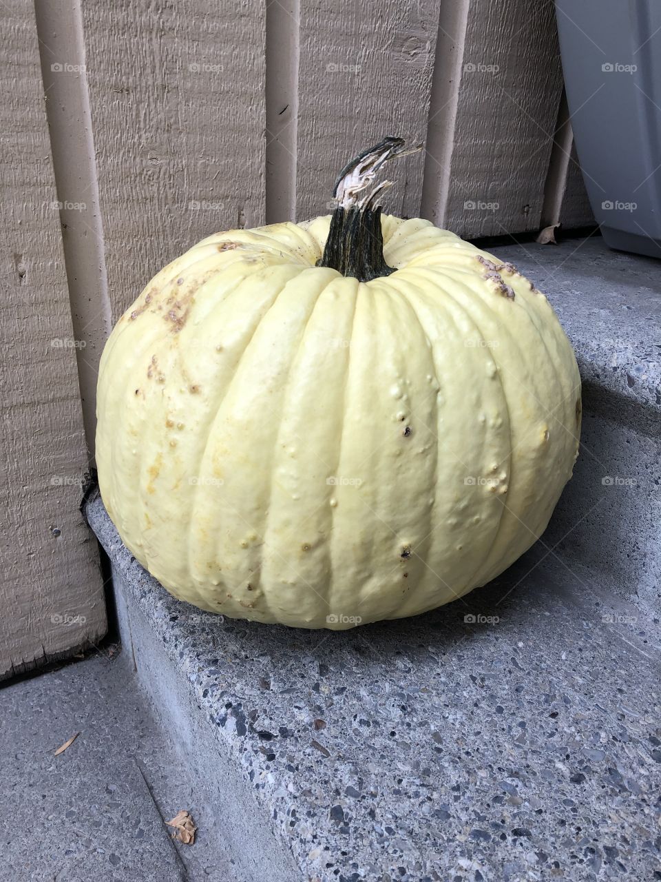 Pumpkin 