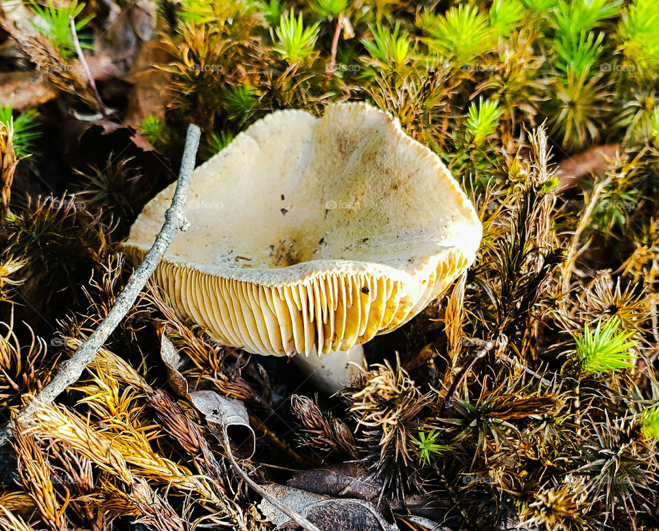 Yellow and white mushroom.
