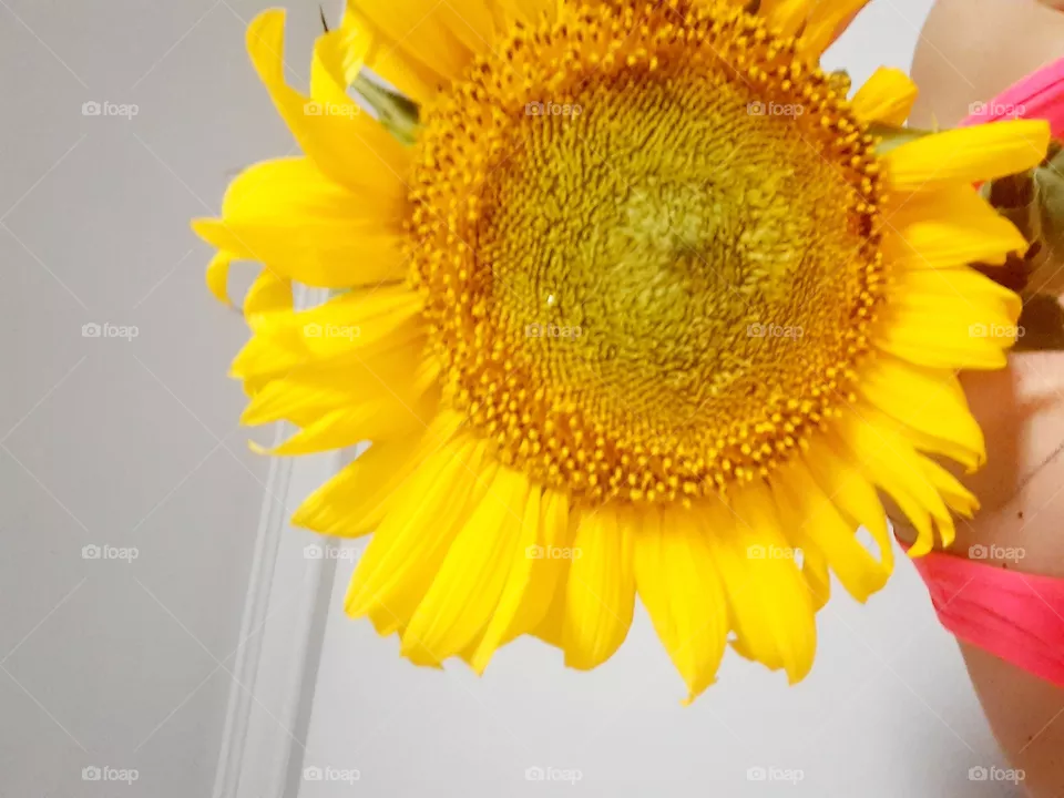 sunflower❤